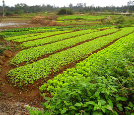 Horticulture farm in China